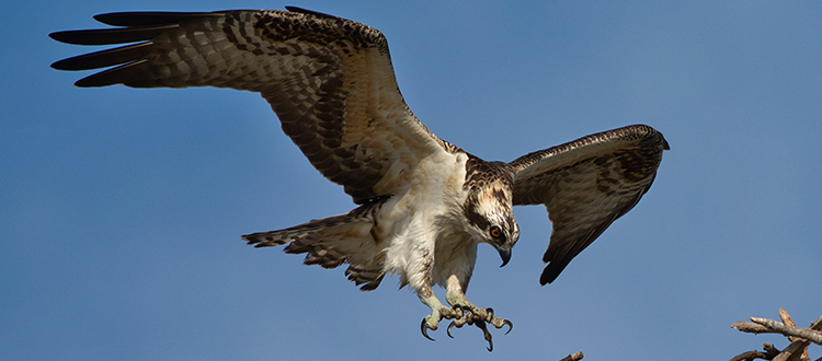 osprey cam Osprey Cam
